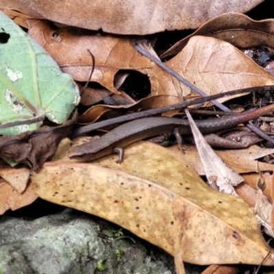 Harrisoniascincus zia (Rainforest Cool-skink) at Dorrigo National Park - 26 Dec 2022 by trevorpreston