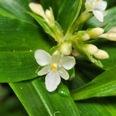 Pollia crispata (Pollia) at Dorrigo Mountain, NSW - 26 Dec 2022 by trevorpreston