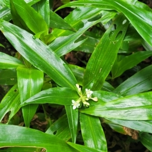 Pollia crispata at Dorrigo Mountain, NSW - 26 Dec 2022