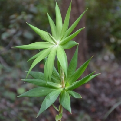 Leucopogon verticillatus (Tassel Flower) at Walpole-Nornalup National Park - 1 Nov 2017 by natureguy