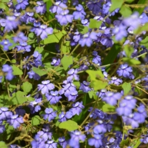 Dampiera hederacea (Karri Dampiera) at Tingledale, WA by natureguy