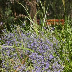 Dampiera hederacea at Tingledale, WA - 2 Nov 2017