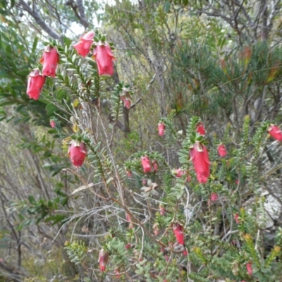 Darwinia squarrosa (Fringed Mountain Bell) at Stirling Range National Park - 3 Nov 2017 by natureguy