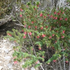 Darwinia squarrosa at Undefined Area - suppressed