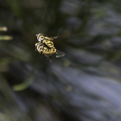 Syrphini (tribe) (Unidentified syrphine hover fly) at Higgins, ACT - 10 Dec 2022 by Untidy