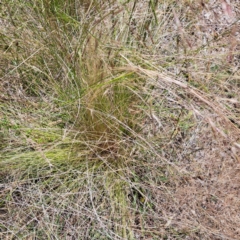 Nassella trichotoma (Serrated Tussock) at The Fair, Watson - 26 Dec 2022 by abread111