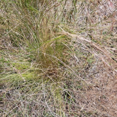 Nassella trichotoma (Serrated Tussock) at Mount Majura - 26 Dec 2022 by abread111