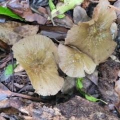 Unidentified Cap on a stem; gills below cap [mushrooms or mushroom-like] at Dorrigo National Park - 26 Dec 2022 by trevorpreston