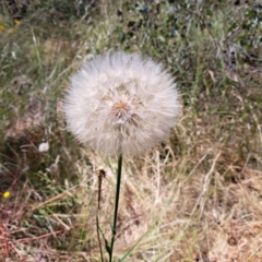 Tragopogon sp. (A Goatsbeard) at The Fair, Watson - 26 Dec 2022 by abread111