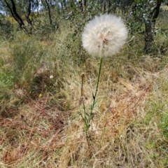 Tragopogon sp. at Watson, ACT - 26 Dec 2022 12:04 PM