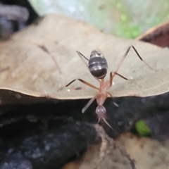 Unidentified Insect at Dorrigo National Park - 26 Dec 2022 by trevorpreston