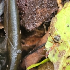 Leptomyrmex sp. (genus) at Dorrigo Mountain, NSW - 26 Dec 2022 12:05 PM