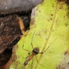 Leptomyrmex sp. (genus) at Dorrigo Mountain, NSW - 26 Dec 2022 12:05 PM