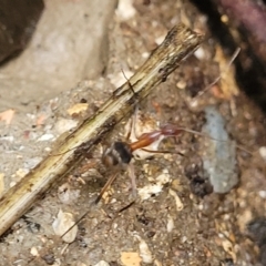Leptomyrmex sp. (genus) at Dorrigo Mountain, NSW - 26 Dec 2022 12:05 PM