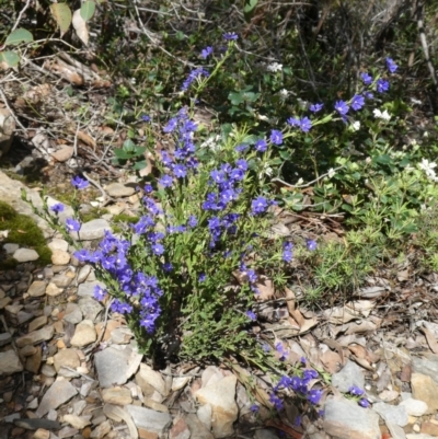 Dampiera linearis (Wedge-leaved Dampiera) at Amelup, WA - 3 Nov 2017 by natureguy