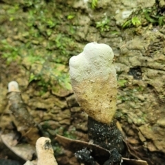 Unidentified Clubs/stalks on wood or on leaf/twig litter at Dorrigo National Park - 26 Dec 2022 by trevorpreston