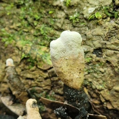 Unverified Clubs/stalks on wood or on leaf/twig litter at Dorrigo Mountain, NSW - 26 Dec 2022 by trevorpreston