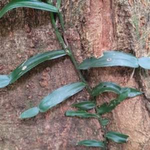 Pothos longipes at Dorrigo Mountain, NSW - 26 Dec 2022