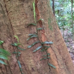 Pothos longipes at Dorrigo Mountain, NSW - 26 Dec 2022