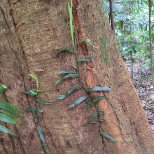 Pothos longipes at Dorrigo Mountain, NSW - 26 Dec 2022 11:56 AM