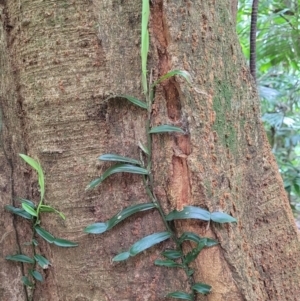 Pothos longipes at Dorrigo Mountain, NSW - 26 Dec 2022