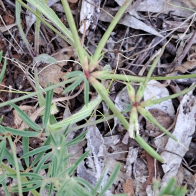 Lotus australis (Austral Trefoil) at The Fair, Watson - 26 Dec 2022 by abread111