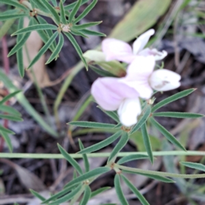 Lotus australis at Watson, ACT - 26 Dec 2022