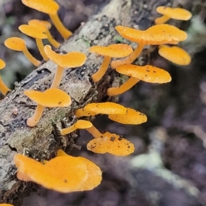 Unidentified Cap on a stem; pores below cap [boletes & stemmed polypores] at suppressed by trevorpreston
