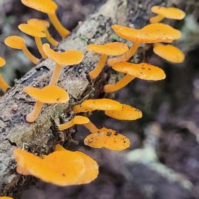 Favolaschia calocera at Dorrigo Mountain, NSW - 26 Dec 2022 by trevorpreston