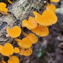 Favolaschia calocera at Dorrigo Mountain, NSW - 26 Dec 2022 11:53 AM