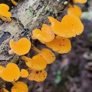 Favolaschia calocera at Dorrigo Mountain, NSW - 26 Dec 2022