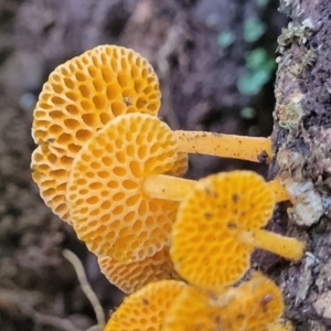 Favolaschia calocera at Dorrigo Mountain, NSW - 26 Dec 2022 11:53 AM