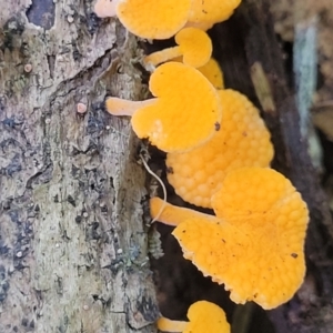 Favolaschia calocera at Dorrigo Mountain, NSW - 26 Dec 2022 11:53 AM