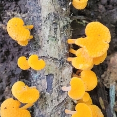 Favolaschia calocera at Dorrigo Mountain, NSW - 26 Dec 2022