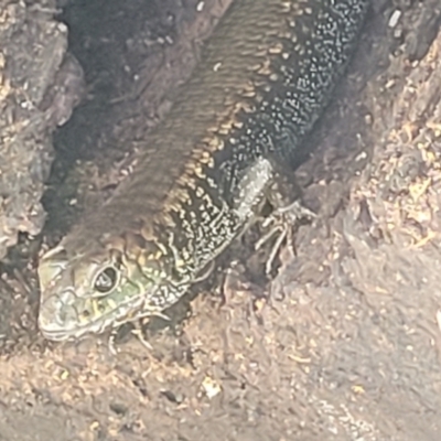 Silvascincus murrayi (Murray's Skink) at Dorrigo Mountain, NSW - 26 Dec 2022 by trevorpreston