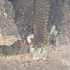 Silvascincus murrayi at Dorrigo Mountain, NSW - 26 Dec 2022