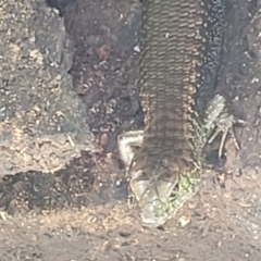 Silvascincus murrayi at Dorrigo Mountain, NSW - 26 Dec 2022