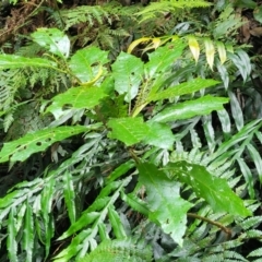 Solanum (genus) at Dorrigo Mountain, NSW - 26 Dec 2022 11:52 AM