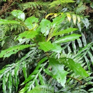 Solanum (genus) at Dorrigo Mountain, NSW - 26 Dec 2022 11:52 AM