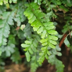 Arthropteris beckleri (Hairy Climbing Fishbone Fern) at Dorrigo Mountain, NSW - 26 Dec 2022 by trevorpreston