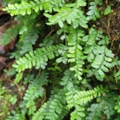 Arthropteris beckleri at Dorrigo Mountain, NSW - 26 Dec 2022