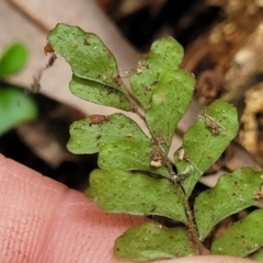 Arthropteris beckleri at Dorrigo Mountain, NSW - 26 Dec 2022 11:51 AM