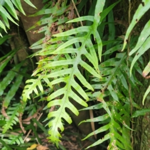 Blechnum patersonii subsp. patersonii at Dorrigo Mountain, NSW - 26 Dec 2022 11:50 AM