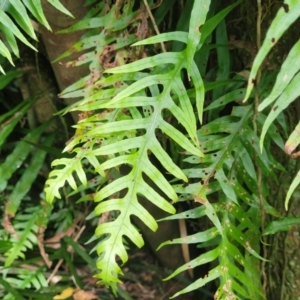 Blechnum patersonii subsp. patersonii (Strap Water Fern) at by trevorpreston