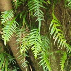 Blechnum patersonii subsp. patersonii at Dorrigo Mountain, NSW - 26 Dec 2022 11:50 AM