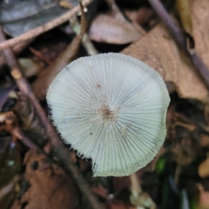 Coprinellus etc. at Dorrigo Mountain, NSW - 26 Dec 2022