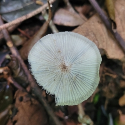 Unidentified Cap on a stem; gills below cap [mushrooms or mushroom-like] at Dorrigo National Park - 26 Dec 2022 by trevorpreston