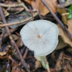 Coprinellus etc. at Dorrigo Mountain, NSW - 26 Dec 2022 11:49 AM