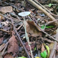 Coprinellus etc. at Dorrigo Mountain, NSW - 26 Dec 2022