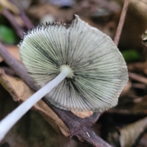 Coprinellus etc. at Dorrigo Mountain, NSW - 26 Dec 2022